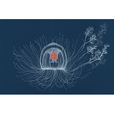 Fioriture di meduse